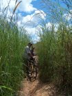 Typical long elephant grass